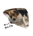 ビーグル犬のアトム（個別スタンプ：15）