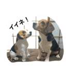 ビーグル犬のアトム（個別スタンプ：17）