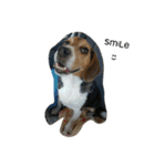 ビーグル犬のアトム（個別スタンプ：20）