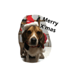 ビーグル犬のアトム（個別スタンプ：23）