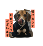 ビーグル犬のアトム（個別スタンプ：24）