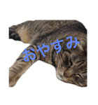 チョコちゃん(♂)（個別スタンプ：6）