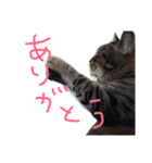 チョコちゃん(♂)（個別スタンプ：16）