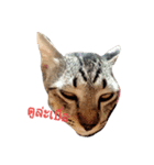 Tiggy and his friend（個別スタンプ：1）