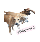 Temple Animals（個別スタンプ：11）