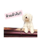 Temple Animals（個別スタンプ：14）