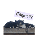 Temple Animals（個別スタンプ：25）