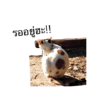 Temple Animals（個別スタンプ：30）