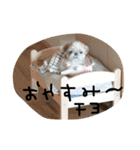シーズー犬ちよ（個別スタンプ：1）