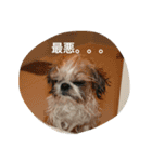 シーズー犬ちよ（個別スタンプ：2）