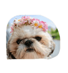 シーズー犬ちよ（個別スタンプ：3）