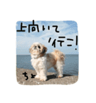 シーズー犬ちよ（個別スタンプ：4）