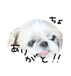 シーズー犬ちよ（個別スタンプ：5）
