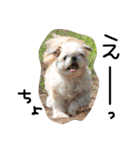 シーズー犬ちよ（個別スタンプ：7）