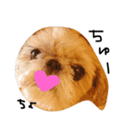 シーズー犬ちよ（個別スタンプ：9）