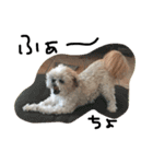 シーズー犬ちよ（個別スタンプ：10）