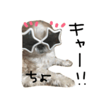 シーズー犬ちよ（個別スタンプ：11）