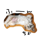 シーズー犬ちよ（個別スタンプ：12）