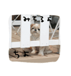 シーズー犬ちよ（個別スタンプ：13）