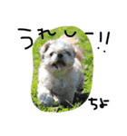 シーズー犬ちよ（個別スタンプ：16）
