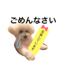 ビションフリーゼ エルちゃん  〜日常編〜（個別スタンプ：10）