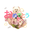 ビションフリーゼ エルちゃん  〜日常編〜（個別スタンプ：14）