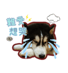 Lai Pai home -Husky Chocolate ＆ Macaron（個別スタンプ：4）