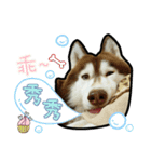 Lai Pai home -Husky Chocolate ＆ Macaron（個別スタンプ：5）