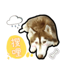 Lai Pai home -Husky Chocolate ＆ Macaron（個別スタンプ：6）