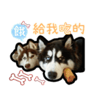 Lai Pai home -Husky Chocolate ＆ Macaron（個別スタンプ：8）