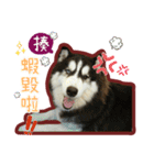 Lai Pai home -Husky Chocolate ＆ Macaron（個別スタンプ：9）