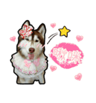 Lai Pai home -Husky Chocolate ＆ Macaron（個別スタンプ：10）