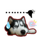 Lai Pai home -Husky Chocolate ＆ Macaron（個別スタンプ：11）