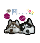 Lai Pai home -Husky Chocolate ＆ Macaron（個別スタンプ：12）