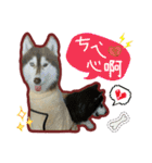 Lai Pai home -Husky Chocolate ＆ Macaron（個別スタンプ：18）