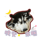 Lai Pai home -Husky Chocolate ＆ Macaron（個別スタンプ：21）