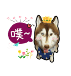 Lai Pai home -Husky Chocolate ＆ Macaron（個別スタンプ：31）