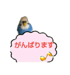 セキセイインコの優しいあいさつ（個別スタンプ：18）