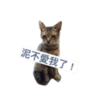 療癒猫（個別スタンプ：1）