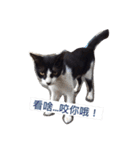 療癒猫（個別スタンプ：2）