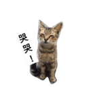 療癒猫（個別スタンプ：4）