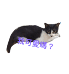 療癒猫（個別スタンプ：7）