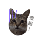 療癒猫（個別スタンプ：8）