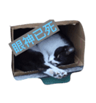 療癒猫（個別スタンプ：9）