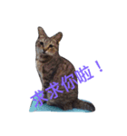 療癒猫（個別スタンプ：10）