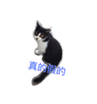 療癒猫（個別スタンプ：11）