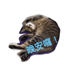 療癒猫（個別スタンプ：12）