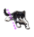 療癒猫（個別スタンプ：13）