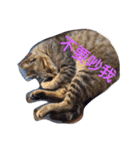 療癒猫（個別スタンプ：14）