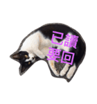 療癒猫（個別スタンプ：15）